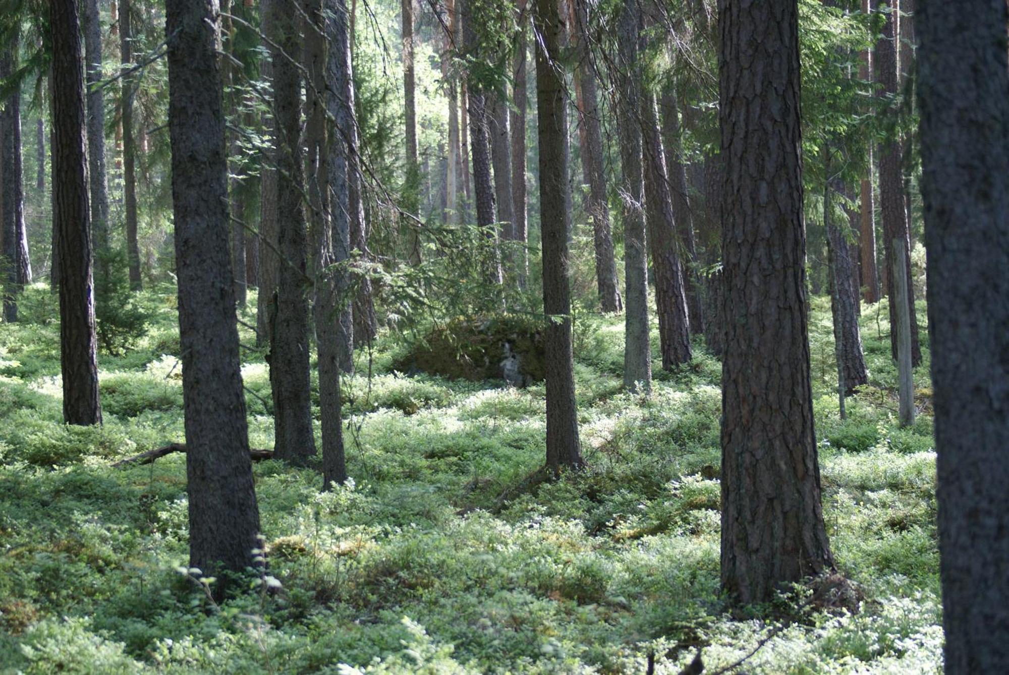 Fröya Timber Cottage Arvika Dış mekan fotoğraf